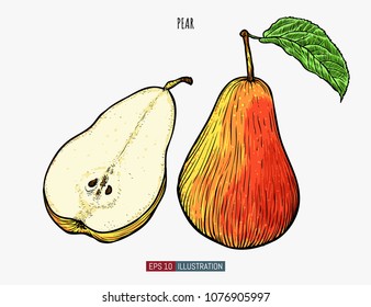 Hand drawn pear isolated. Template for your design works. Engraved style vector illustration.