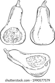 Hand Drawn Pear Shaped Pumpkins, Black and White Detailed Illustrations for menu, packing, advertising, cooking book