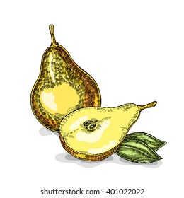Hand drawn pear. Vector illustration. Sketch style