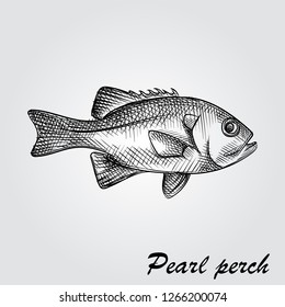 Hand Drawn Pearl perch Sketch Symbol isolated on white background. Vector of Fishing elements In Trendy Style. Sketch of saltwater sea or freshwater river fish species flounder