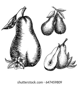 Hand drawn pears
