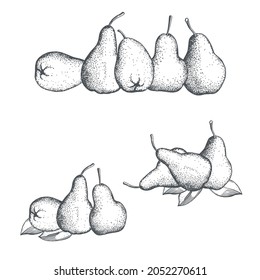 Hand drawn pears on white background. Vector sketch  illustration.