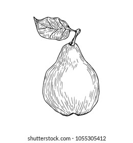 Hand drawn pears vector illustration on white background