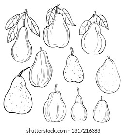 Hand drawn pears . Vector sketch  illustration.