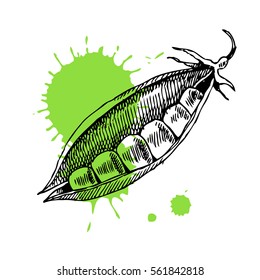 Hand drawn peas. Can be used for vegan products, brochures, banner, restaurant menu, farmers market and organic food store