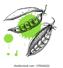 Hand drawn peas. Can be used for vegan products, brochures, banner, restaurant menu, farmers market and organic food store