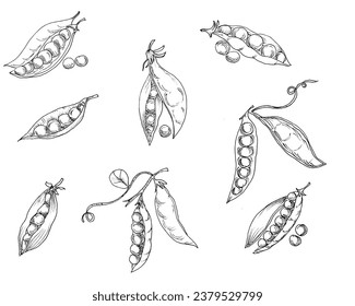 Hand Drawn Peas Illustration Set