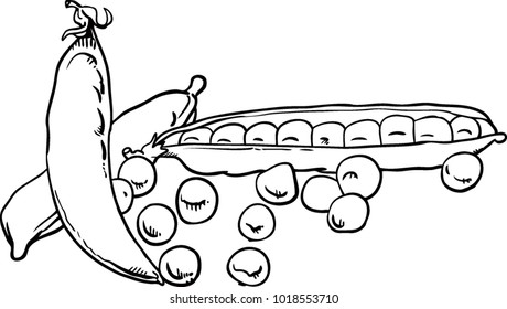 Hand drawn peas illustrations isolated on white background. Vector