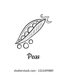Hand drawn Peas isolated on a white. Vegetables drawings. Vector illustration.