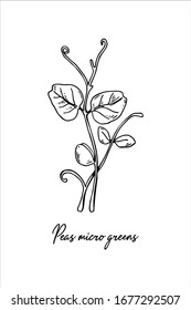 Granos dibujados a mano microvegetales. Ilustración vectorial en estilo de esbozo aislado en fondo blanco