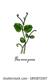 Hand dibujó Peas micro greens. Ilustración vectorial en el estilo de esbozo de color aislado en fondo blanco