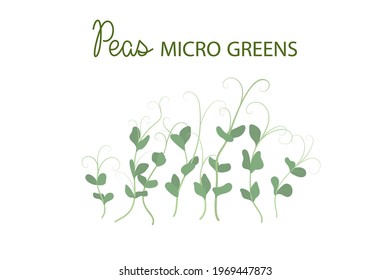 Hand drawn peas microgreens. Healthy food. Pea Sprouts with green leaves isolated on white background. Edible plants for healthy nutrition. Vector illustration in flat cartoon style.