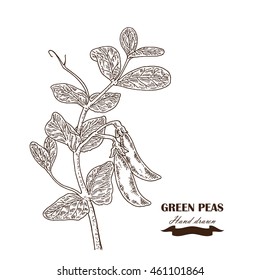 Hand drawn peas plant. Vector illustration in sketch style