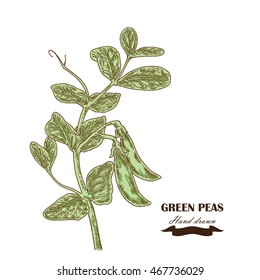 Hand drawn peas plant. Vector illustration in sketch style