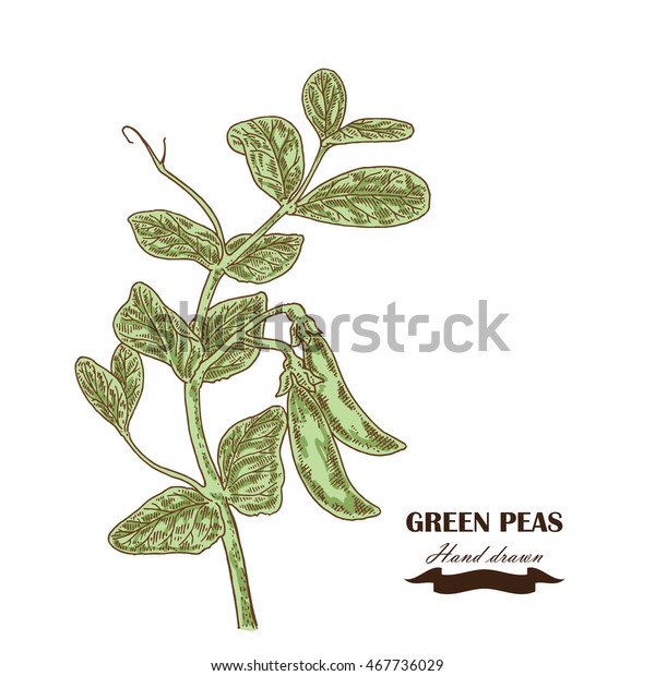 Hand Drawn Peas Plant Vector Illustration Stock Vector (Royalty Free