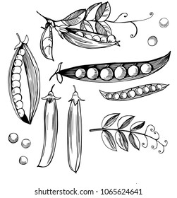Hand drawn peas. Vector sketch  illustration.