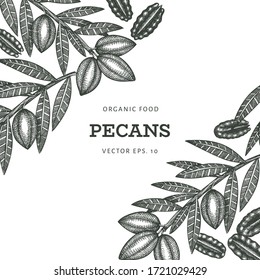 Hand drawn pecan branch and kernels design template. Organic food vector illustration on white background. Vintage nut illustration. Engraved style botanical picture.