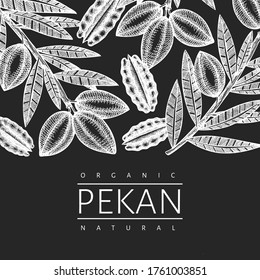Hand drawn pecan branch and kernels design template. Organic food vector illustration isolated on chalk board. Retro nut illustration. Engraved style botanical picture.