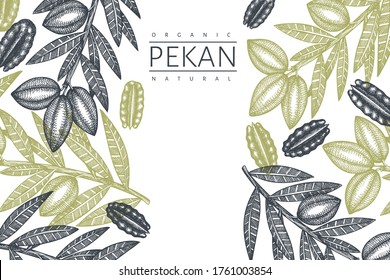 Hand drawn pecan branch and kernels design template. Organic food vector illustration on white background. Retro nut illustration. Engraved style botanical picture.