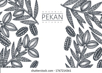 Hand drawn pecan branch and kernels design template. Organic food vector illustration on white background. Retro nut illustration. Engraved style botanical picture.
