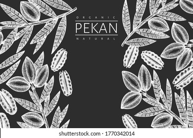 Hand drawn pecan branch and kernels design template. Organic food vector illustration isolated on chalk board. Retro nut illustration. Engraved style botanical picture.