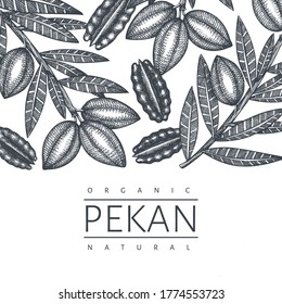Hand drawn pecan branch and kernels design template. Organic food vector illustration on white background. Retro nut illustration. Engraved style botanical picture.