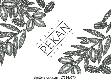 Hand drawn pecan branch and kernels design template. Organic food vector illustration on white background. Retro nut illustration. Engraved style botanical picture.
