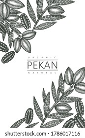 Hand drawn pecan branch and kernels design template. Organic food vector illustration on white background. Retro nut illustration. Engraved style botanical picture.
