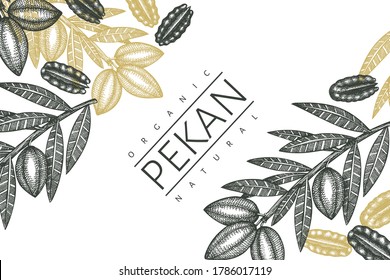 Hand drawn pecan branch and kernels design template. Organic food vector illustration on white background. Retro nut illustration. Engraved style botanical picture.