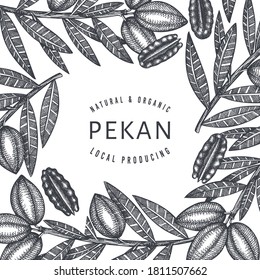 Hand drawn pecan branch and kernels design template. Organic food vector illustration on white background. Retro nut illustration. Engraved style botanical picture.