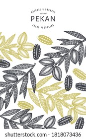 Hand drawn pecan branch and kernels design template. Organic food vector illustration on white background. Retro nut illustration. Engraved style botanical picture.