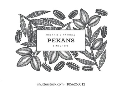 Hand drawn pecan branch and kernels design template. Organic food vector illustration on white background. Vintage nut illustration. Engraved style botanical picture.