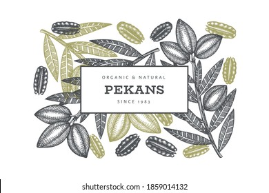 Hand drawn pecan branch and kernels design template. Organic food vector illustration on white background. Vintage nut illustration. Engraved style botanical picture.