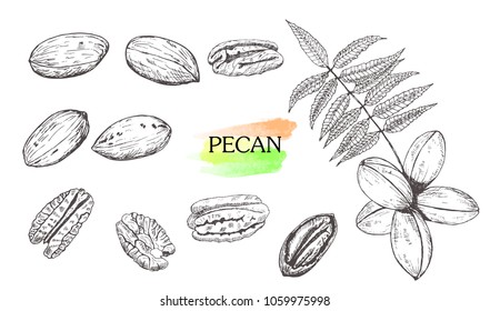 Hand drawn pecan nut set isolated on white background.Vintage food sketch, engraved style vector illustration.