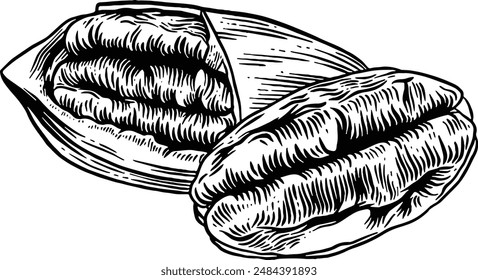 Hand drawn Pecan Nut Sketch Illustration