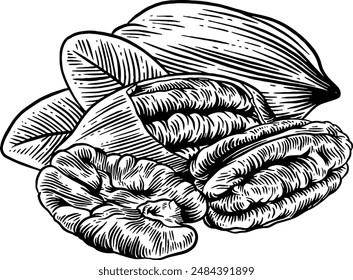 Hand drawn Pecan Nut Sketch Illustration