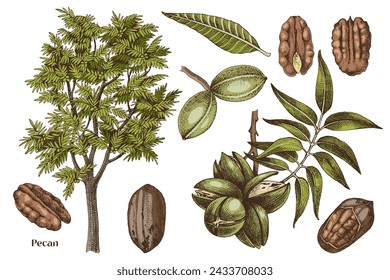 Hand drawn pecan nuts vector set