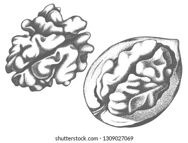 Hand drawn peeled walnut artwork. Pencil sketch on white background.