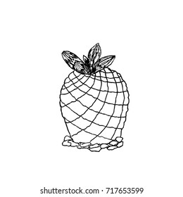 Hand drawn pelecyphora pseudopectinata, liner vector illustration on white background