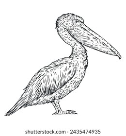 Hand drawn pelican bird in monochrome sketch style. Bird south america isolated on white background. Vector vintage illustration.