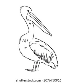Hand drawn pelican portrait made in vector in linear sketch style. Vector graphic for branding or advertising.