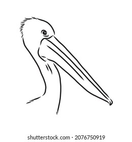 Hand drawn pelican portrait made in vector in linear sketch style. Vector graphic for branding or advertising.