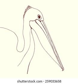 Hand drawn pelican portrait made in vector in linear sketch style. Vector graphic for branding or advertising.