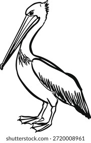 Um pelicano desenhado à mão de pé em perfil com bico longo e teias de pés.