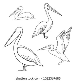  Hand drawn pelican. Vector sketch  illustration.