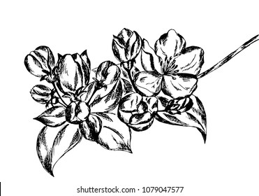 Hand drawn pen and ink apple blossom, vector image