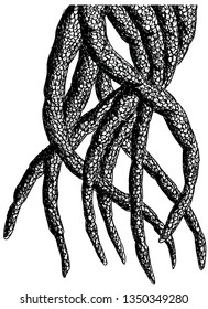 Hand Drawn Pen Ink Monster Octopus Tentacles Drawing
