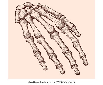 Hand drawn pen and ink vintage skeleton hand illustration.