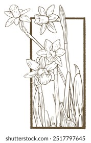 Hand drawn, pen and ink, vintage, bunch of daffodils illustration.