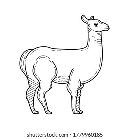 Hand drawn pencil illustration of llama. Mountain animal. Vector illustration.